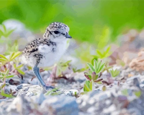 New Zealand Dotterel Paint By Numbers