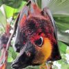 Giant Golden Crowned Flying Fox Paint By Numbers
