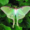 Green Moon Moth Paint By Numbers