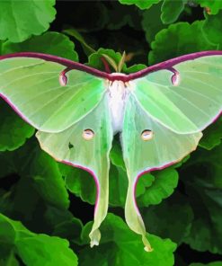 Green Moon Moth Paint By Numbers