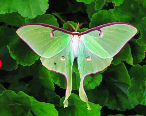 Green Moon Moth Paint By Numbers