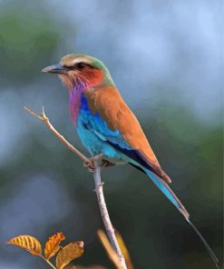Lilac Roller African Bird Paint By Numbers