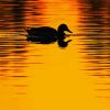 Lonely Duck Sunset Paint By Numbers