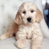 White Golden Doodle Puppy Paint By Numbers