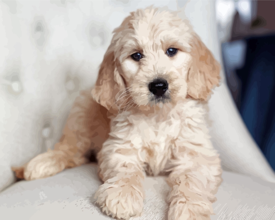 White Golden Doodle Puppy Paint By Numbers