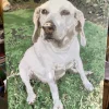 Custom Painting By Numbers​ Pets gall 11
